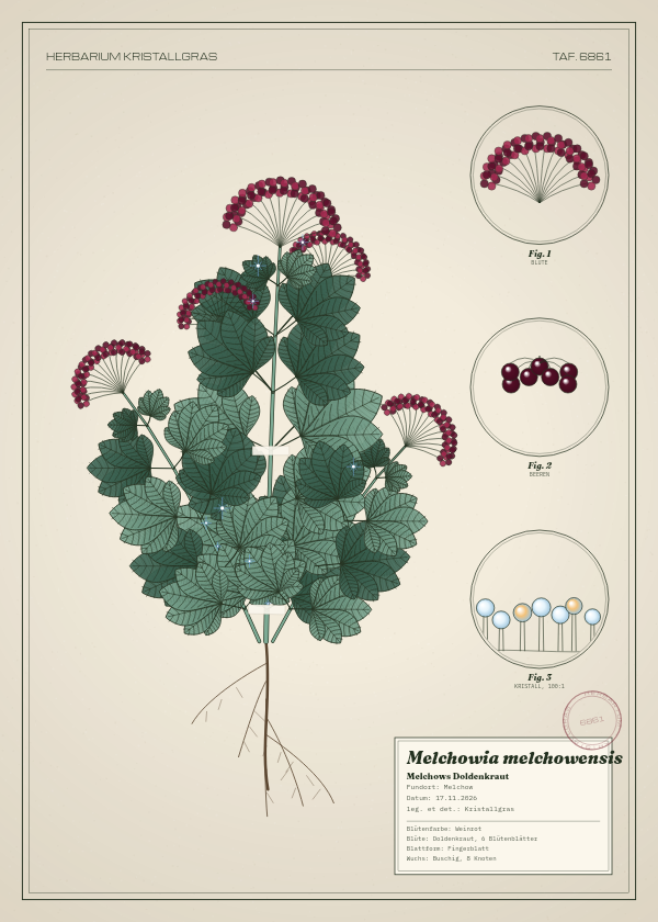 Botanische Tafel: Melchowia melchowensis, eine erfundene Pflanze aus Melchow, gezeichnet wie in einem alten Pflanzenatlas