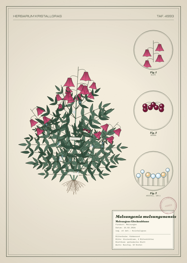 Botanische Tafel: Melsungenia melsungenensis, eine erfundene Pflanze aus Melsungen, gezeichnet wie in einem alten Pflanzenatlas
