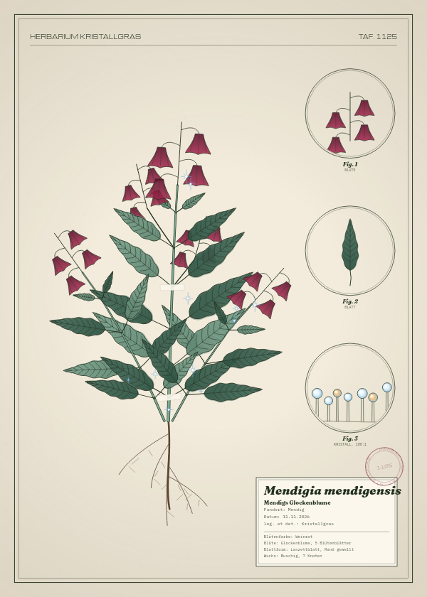 Botanische Tafel: Mendigia mendigensis, eine erfundene Pflanze aus Mendig, gezeichnet wie in einem alten Pflanzenatlas