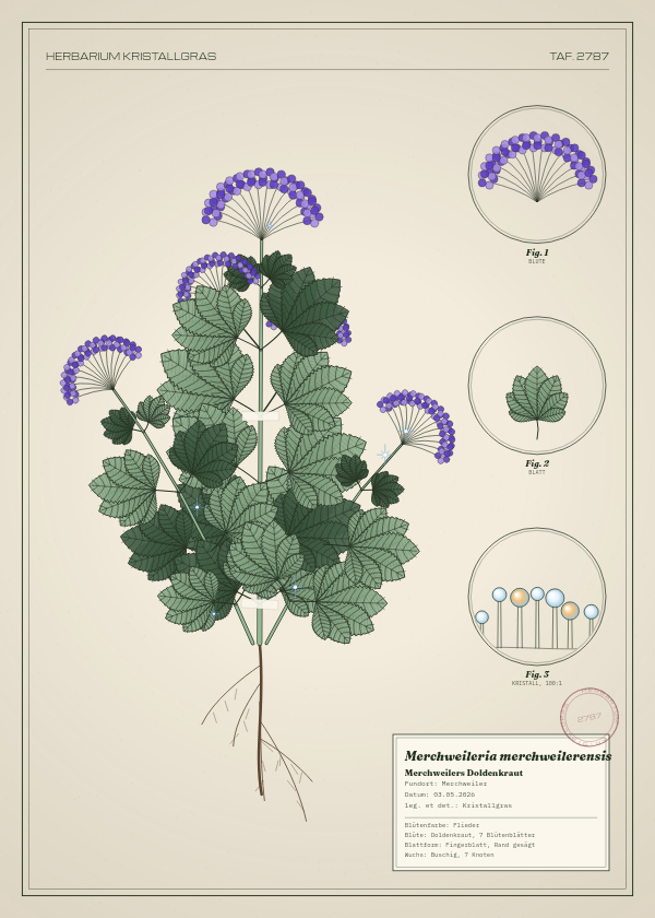 Botanische Tafel: Merchweileria merchweilerensis, eine erfundene Pflanze aus Merchweiler, gezeichnet wie in einem alten Pflanzenatlas