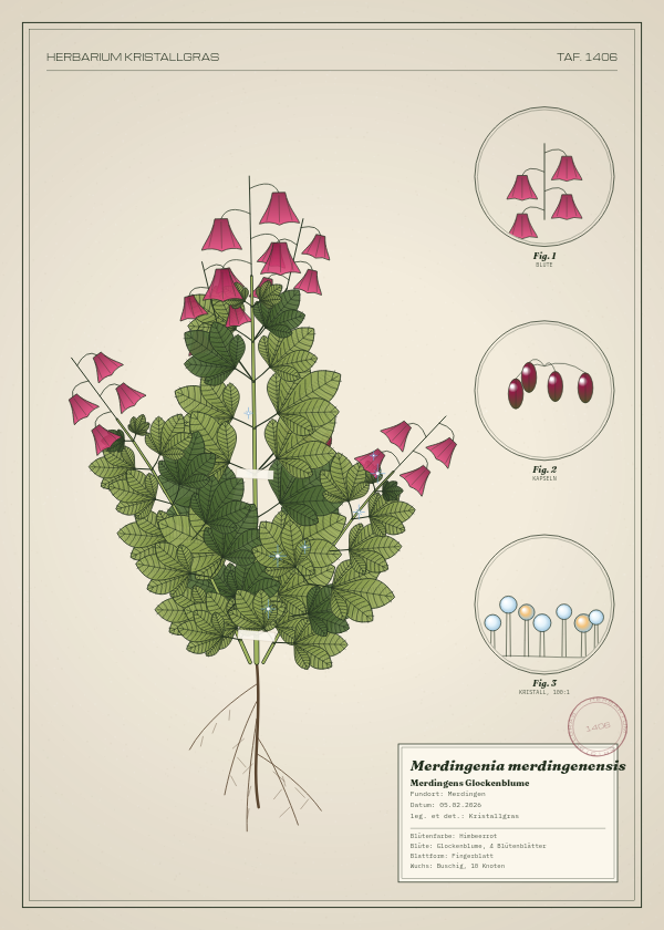 Botanische Tafel: Merdingenia merdingenensis, eine erfundene Pflanze aus Merdingen, gezeichnet wie in einem alten Pflanzenatlas