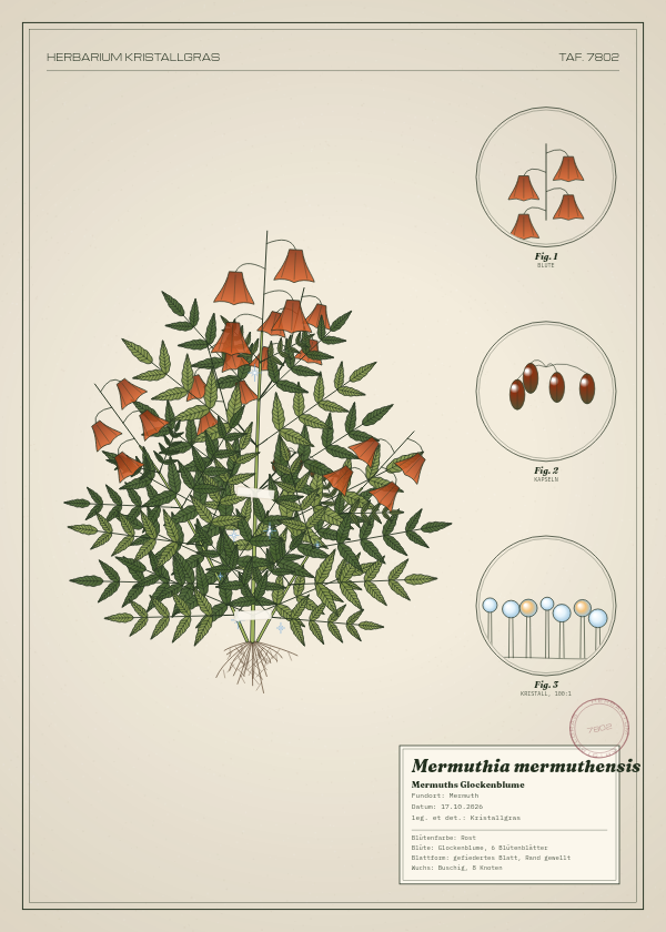 Botanische Tafel: Mermuthia mermuthensis, eine erfundene Pflanze aus Mermuth, gezeichnet wie in einem alten Pflanzenatlas