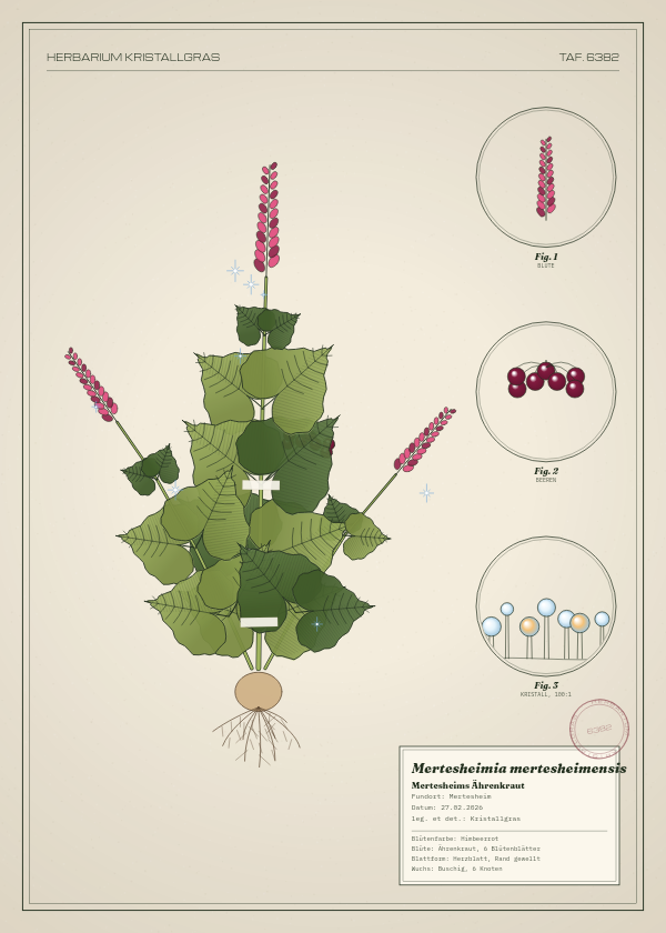 Botanische Tafel: Mertesheimia mertesheimensis, eine erfundene Pflanze aus Mertesheim, gezeichnet wie in einem alten Pflanzenatlas