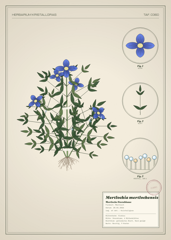 Botanische Tafel: Mertlochia mertlochensis, eine erfundene Pflanze aus Mertloch, gezeichnet wie in einem alten Pflanzenatlas