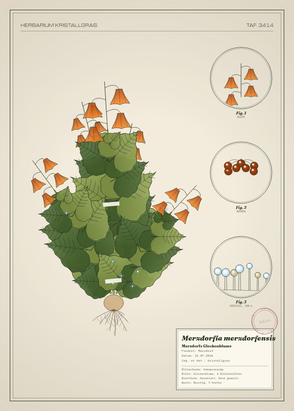 Botanische Tafel: Merzdorfia merzdorfensis, eine erfundene Pflanze aus Merzdorf, gezeichnet wie in einem alten Pflanzenatlas
