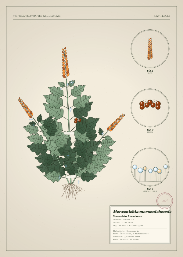Botanische Tafel: Merzenichia merzenichensis, eine erfundene Pflanze aus Merzenich, gezeichnet wie in einem alten Pflanzenatlas