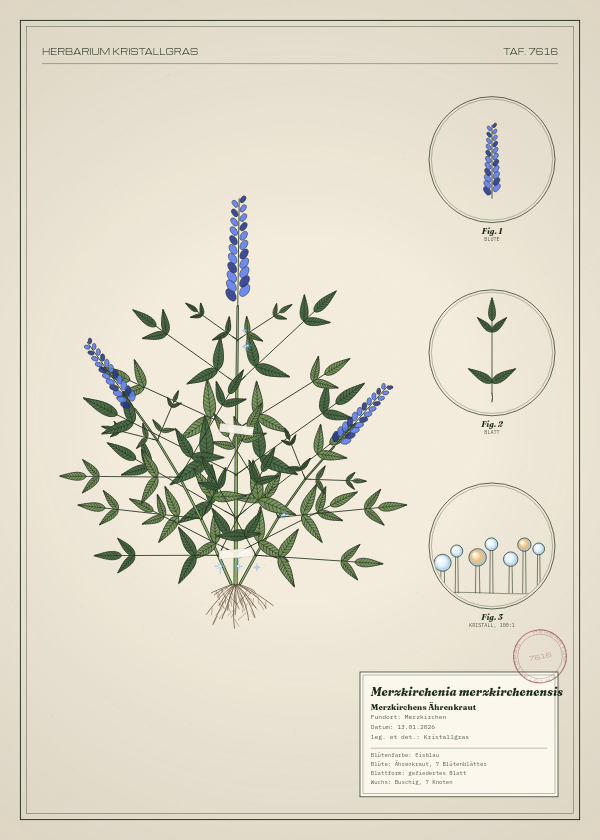 Botanische Tafel: Merzkirchenia merzkirchenensis, eine erfundene Pflanze aus Merzkirchen, gezeichnet wie in einem alten Pflanzenatlas