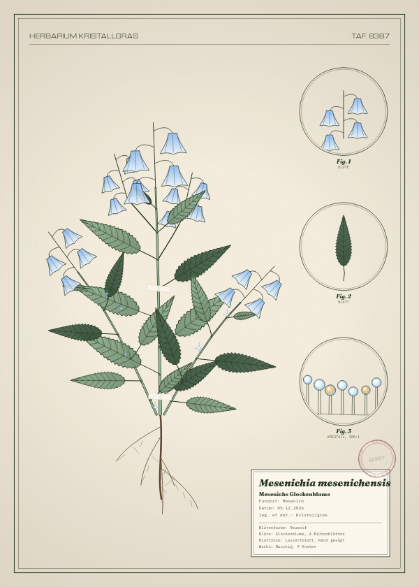 Botanische Tafel: Mesenichia mesenichensis, eine erfundene Pflanze aus Mesenich, gezeichnet wie in einem alten Pflanzenatlas