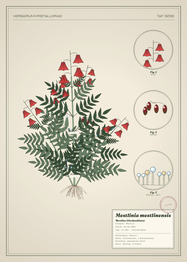Botanische Tafel: Mestlinia mestlinensis, eine erfundene Pflanze aus Mestlin, gezeichnet wie in einem alten Pflanzenatlas