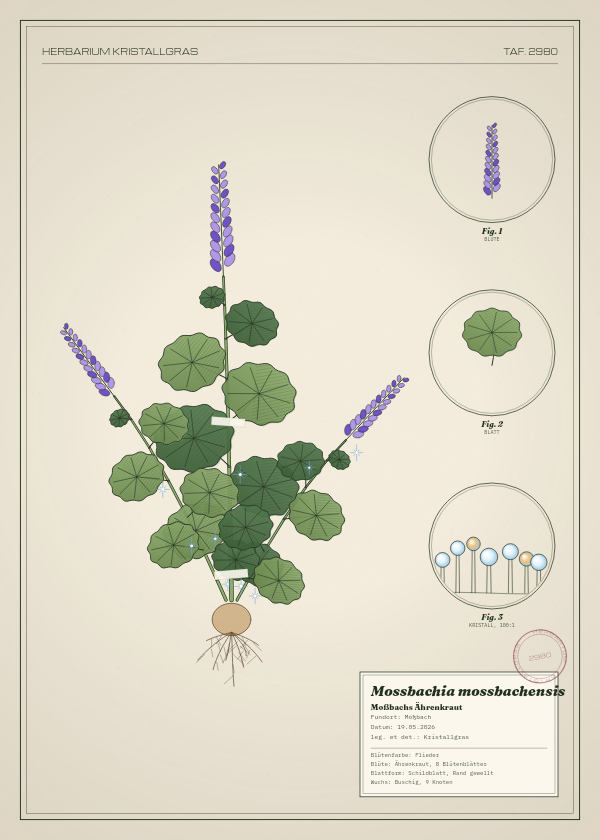 Botanische Tafel: Mossbachia mossbachensis, eine erfundene Pflanze aus Moßbach, gezeichnet wie in einem alten Pflanzenatlas