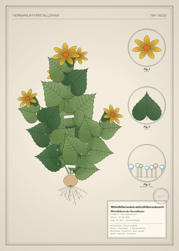 Botanische Tafel: Mittelbiberachia mittelbiberachensis, eine erfundene Pflanze aus Mittelbiberach, gezeichnet wie in einem alten Pflanzenatlas
