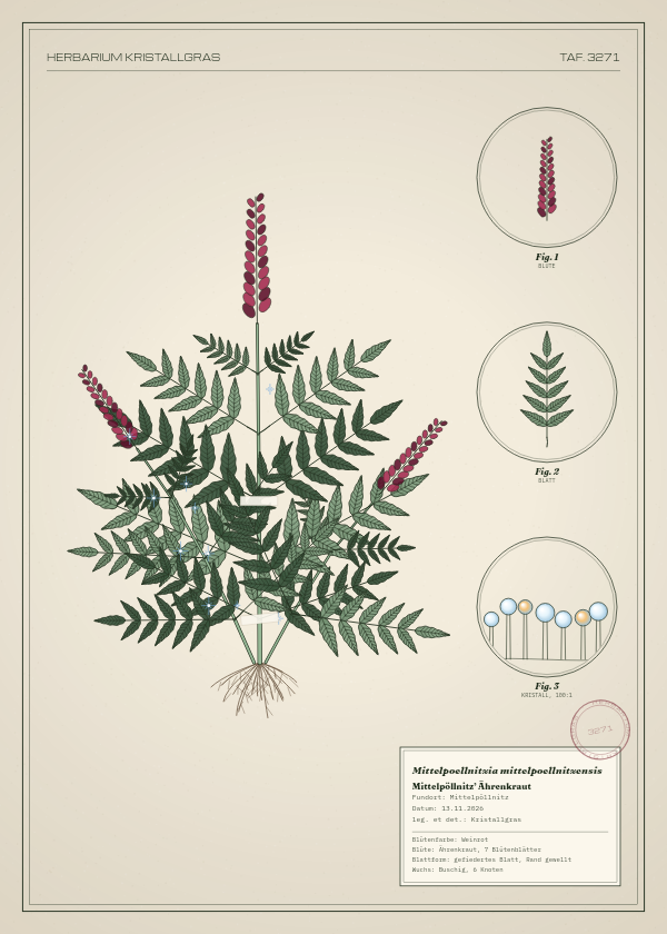 Botanische Tafel: Mittelpoellnitzia mittelpoellnitzensis, eine erfundene Pflanze aus Mittelpöllnitz, gezeichnet wie in einem alten Pflanzenatlas