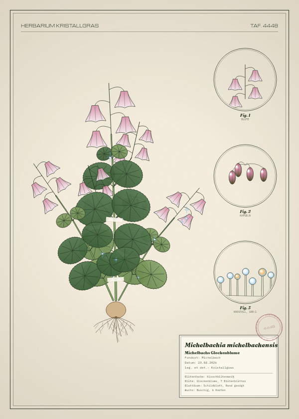 Botanische Tafel: Michelbachia michelbachensis, eine erfundene Pflanze aus Michelbach, gezeichnet wie in einem alten Pflanzenatlas