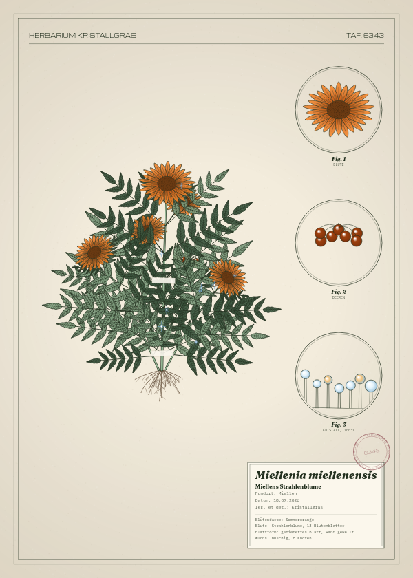 Botanische Tafel: Miellenia miellenensis, eine erfundene Pflanze aus Miellen, gezeichnet wie in einem alten Pflanzenatlas