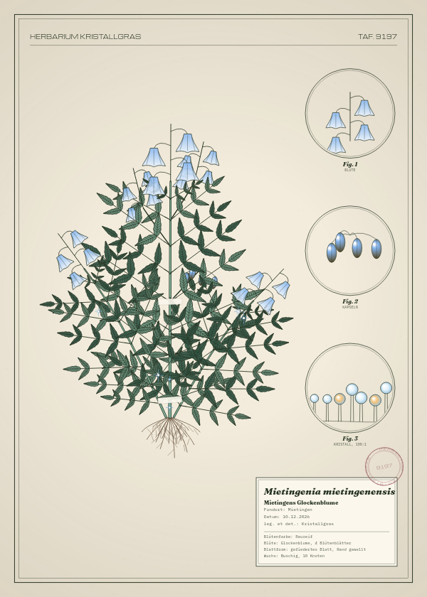 Botanische Tafel: Mietingenia mietingenensis, eine erfundene Pflanze aus Mietingen, gezeichnet wie in einem alten Pflanzenatlas