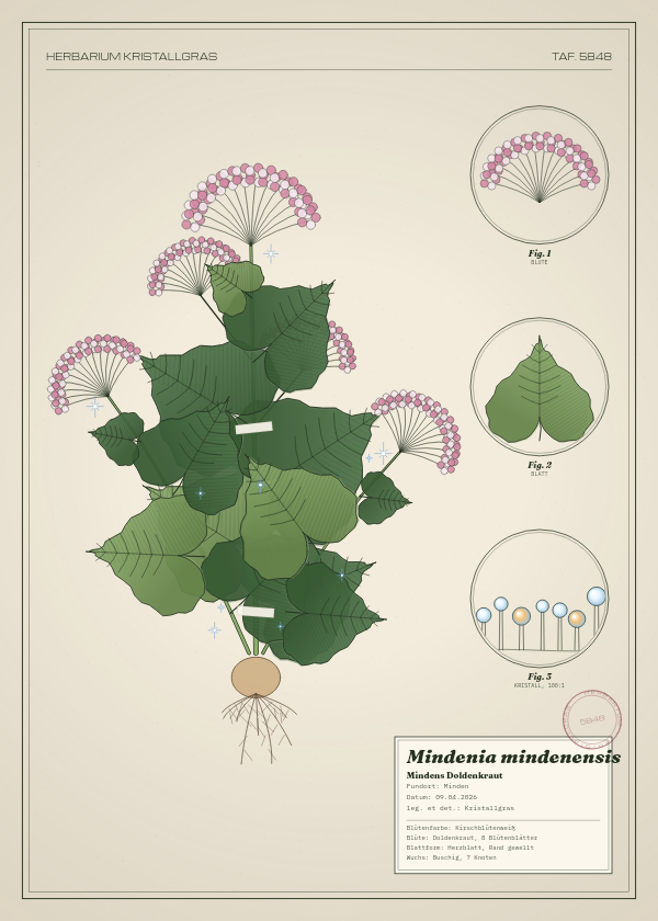 Botanische Tafel: Mindenia mindenensis, eine erfundene Pflanze aus Minden, gezeichnet wie in einem alten Pflanzenatlas