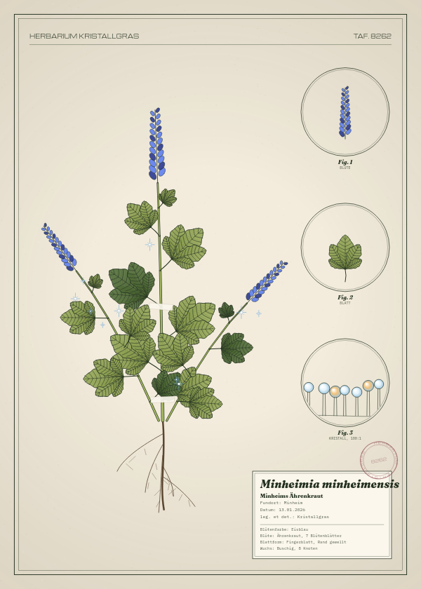 Botanische Tafel: Minheimia minheimensis, eine erfundene Pflanze aus Minheim, gezeichnet wie in einem alten Pflanzenatlas