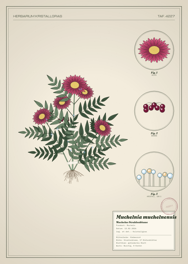 Botanische Tafel: Muchelnia muchelnensis, eine erfundene Pflanze aus Mucheln, gezeichnet wie in einem alten Pflanzenatlas