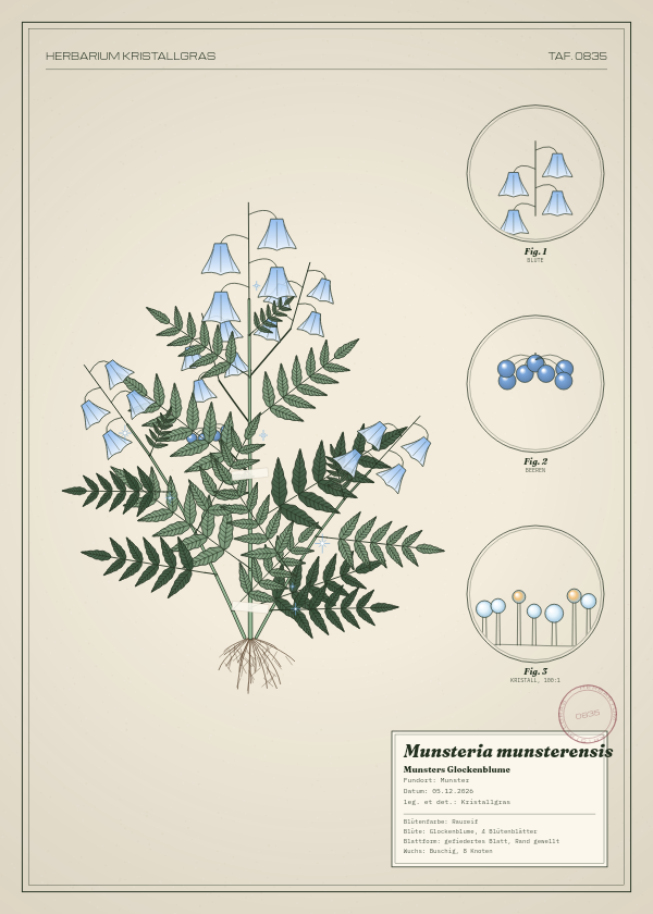 Botanische Tafel: Munsteria munsterensis, eine erfundene Pflanze aus Munster, gezeichnet wie in einem alten Pflanzenatlas