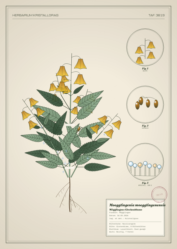 Botanische Tafel: Moegglingenia moegglingenensis, eine erfundene Pflanze aus Mögglingen, gezeichnet wie in einem alten Pflanzenatlas