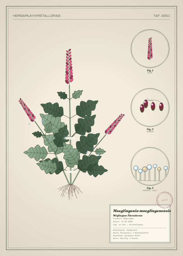 Botanische Tafel: Moeglingenia moeglingenensis, eine erfundene Pflanze aus Möglingen, gezeichnet wie in einem alten Pflanzenatlas