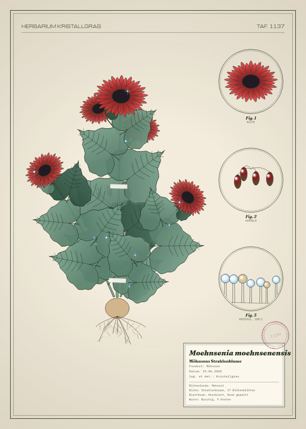 Botanische Tafel: Moehnsenia moehnsenensis, eine erfundene Pflanze aus Möhnsen, gezeichnet wie in einem alten Pflanzenatlas