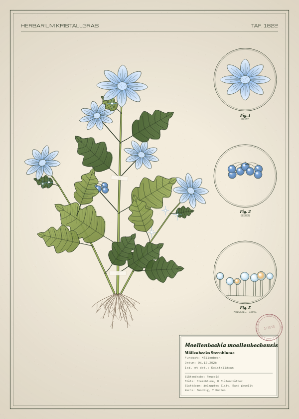 Botanische Tafel: Moellenbeckia moellenbeckensis, eine erfundene Pflanze aus Möllenbeck, gezeichnet wie in einem alten Pflanzenatlas