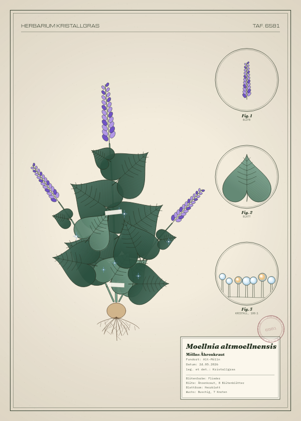 Botanische Tafel: Moellnia altmoellnensis, eine erfundene Pflanze aus Alt-Mölln, gezeichnet wie in einem alten Pflanzenatlas