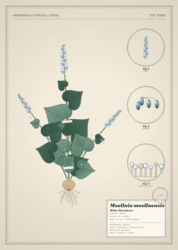 Botanische Tafel: Moellnia moellnensis, eine erfundene Pflanze aus Mölln, gezeichnet wie in einem alten Pflanzenatlas