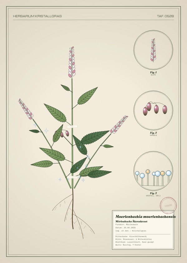 Botanische Tafel: Moerlenbachia moerlenbachensis, eine erfundene Pflanze aus Mörlenbach, gezeichnet wie in einem alten Pflanzenatlas