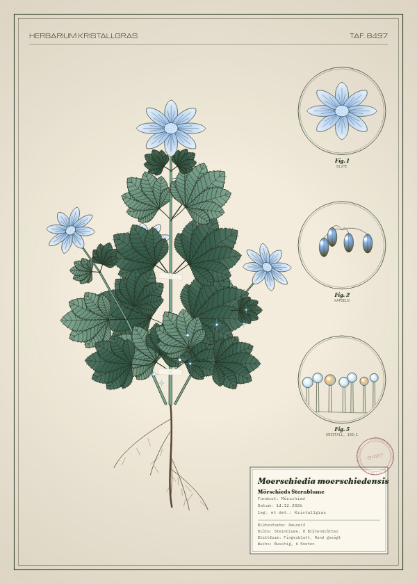 Botanische Tafel: Moerschiedia moerschiedensis, eine erfundene Pflanze aus Mörschied, gezeichnet wie in einem alten Pflanzenatlas