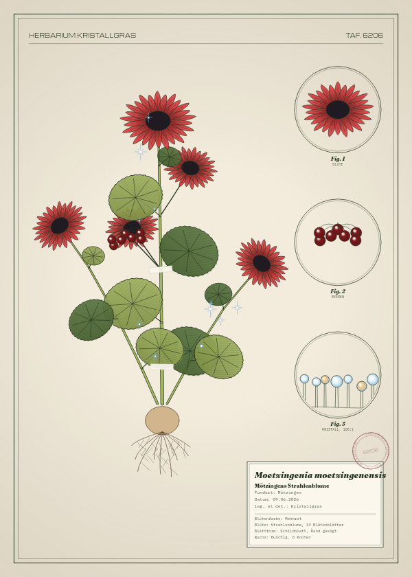 Botanische Tafel: Moetzingenia moetzingenensis, eine erfundene Pflanze aus Mötzingen, gezeichnet wie in einem alten Pflanzenatlas