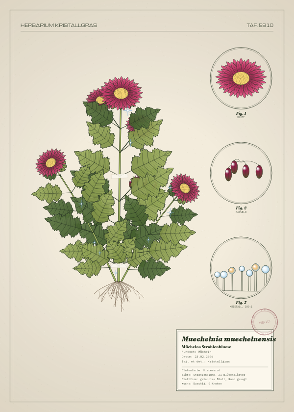 Botanische Tafel: Muechelnia muechelnensis, eine erfundene Pflanze aus Mücheln, gezeichnet wie in einem alten Pflanzenatlas