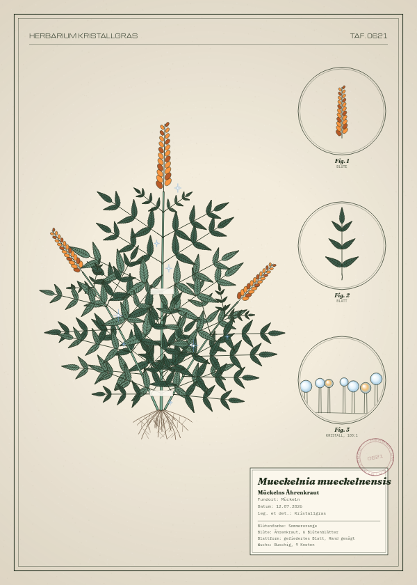 Botanische Tafel: Mueckelnia mueckelnensis, eine erfundene Pflanze aus Mückeln, gezeichnet wie in einem alten Pflanzenatlas