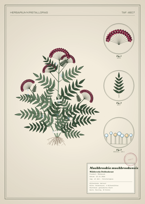 Botanische Tafel: Muehbrookia muehbrookensis, eine erfundene Pflanze aus Mühbrook, gezeichnet wie in einem alten Pflanzenatlas