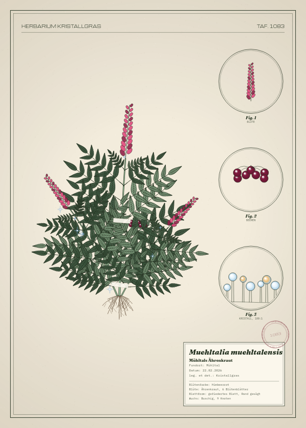 Botanische Tafel: Muehltalia muehltalensis, eine erfundene Pflanze aus Mühltal, gezeichnet wie in einem alten Pflanzenatlas
