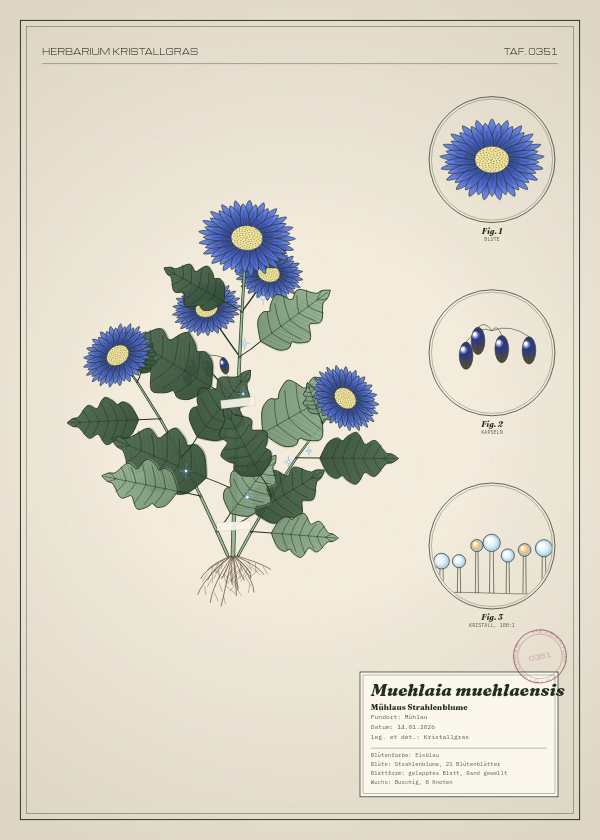 Botanische Tafel: Muehlaia muehlaensis, eine erfundene Pflanze aus Mühlau, gezeichnet wie in einem alten Pflanzenatlas