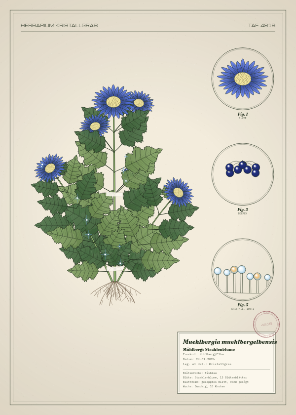 Botanische Tafel: Muehlbergia muehlbergelbensis, eine erfundene Pflanze aus Mühlberg/Elbe, gezeichnet wie in einem alten Pflanzenatlas