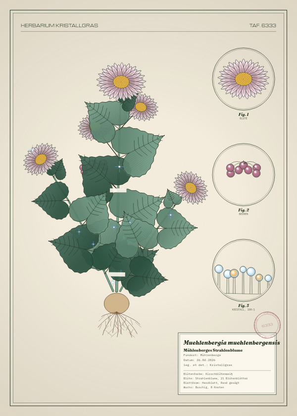 Botanische Tafel: Muehlenbergia muehlenbergensis, eine erfundene Pflanze aus Mühlenberge, gezeichnet wie in einem alten Pflanzenatlas