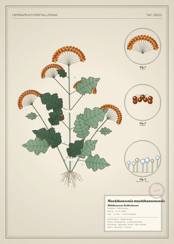 Botanische Tafel: Muehlhausenia muehlhausenensis, eine erfundene Pflanze aus Mühlhausen, gezeichnet wie in einem alten Pflanzenatlas