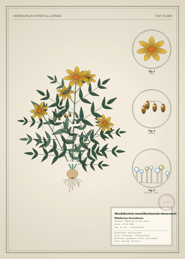 Botanische Tafel: Muehlheimia muehlheimanderdonaensis, eine erfundene Pflanze aus Mühlheim an der Donau, gezeichnet wie in einem alten Pflanzenatlas