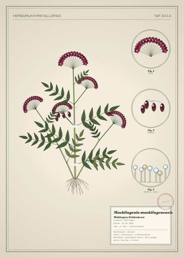Botanische Tafel: Muehlingenia muehlingenensis, eine erfundene Pflanze aus Mühlingen, gezeichnet wie in einem alten Pflanzenatlas