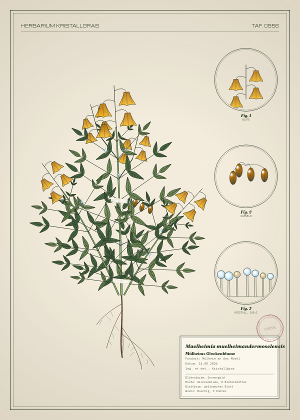 Botanische Tafel: Muelheimia muelheimandermoselensis, eine erfundene Pflanze aus Mülheim an der Mosel, gezeichnet wie in einem alten Pflanzenatlas