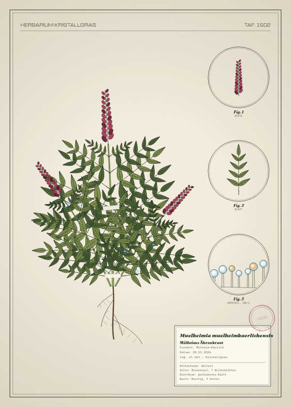Botanische Tafel: Muelheimia muelheimkaerlichensis, eine erfundene Pflanze aus Mülheim-Kärlich, gezeichnet wie in einem alten Pflanzenatlas