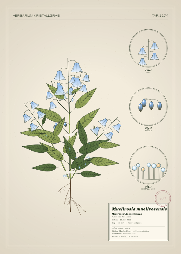 Botanische Tafel: Muellrosia muellrosensis, eine erfundene Pflanze aus Müllrose, gezeichnet wie in einem alten Pflanzenatlas