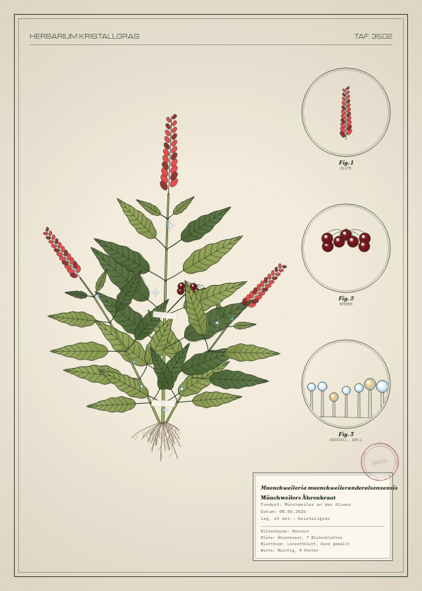 Botanische Tafel: Muenchweileria muenchweileranderalsenzensis, eine erfundene Pflanze aus Münchweiler an der Alsenz, gezeichnet wie in einem alten Pflanzenatlas