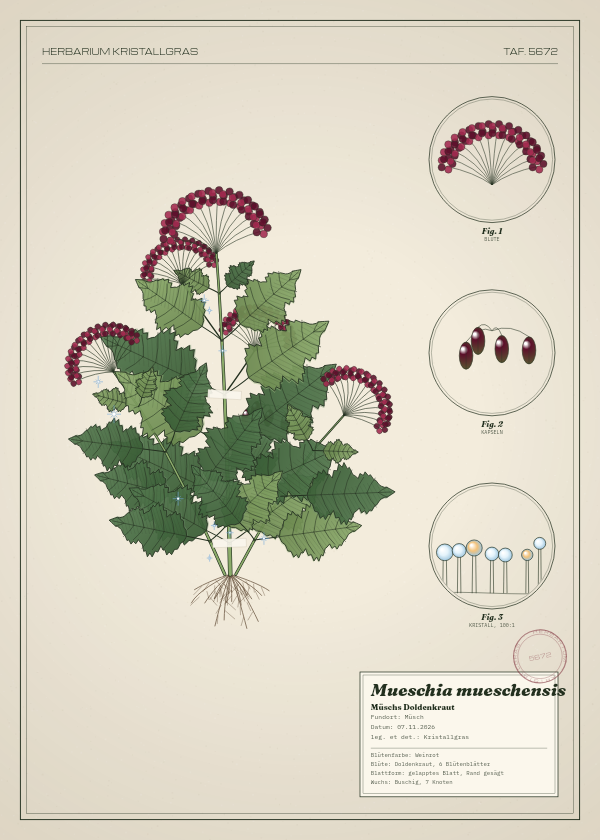 Botanische Tafel: Mueschia mueschensis, eine erfundene Pflanze aus Müsch, gezeichnet wie in einem alten Pflanzenatlas