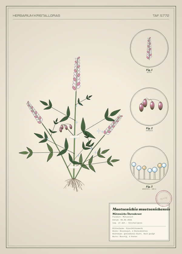 Botanische Tafel: Muetzenichia muetzenichensis, eine erfundene Pflanze aus Mützenich, gezeichnet wie in einem alten Pflanzenatlas