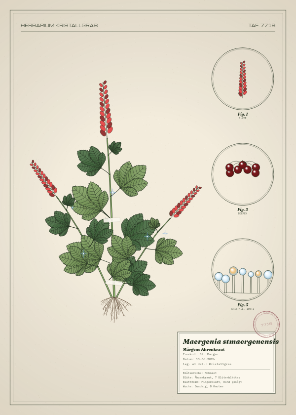 Botanische Tafel: Maergenia stmaergenensis, eine erfundene Pflanze aus St. Märgen, gezeichnet wie in einem alten Pflanzenatlas