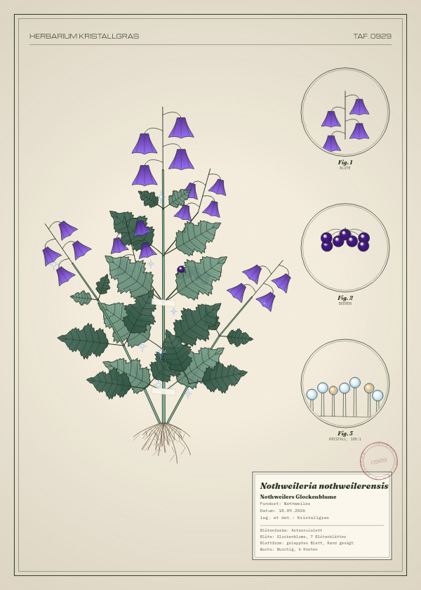 Botanische Tafel: Nothweileria nothweilerensis, eine erfundene Pflanze aus Nothweiler, gezeichnet wie in einem alten Pflanzenatlas